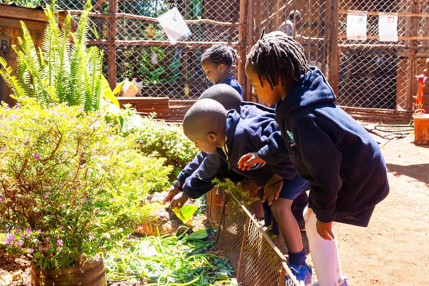 Children leaning over a fence to watch a tortoise in the garden