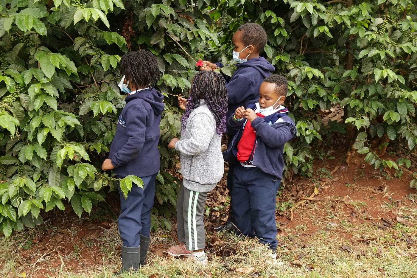 Learners inspecting coffee cherries on the bush during a farm visit