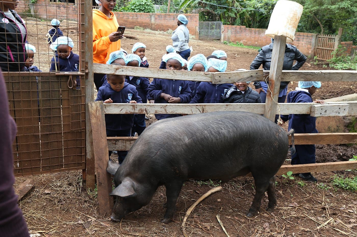 Learners watching a pig at the farm during a school trip